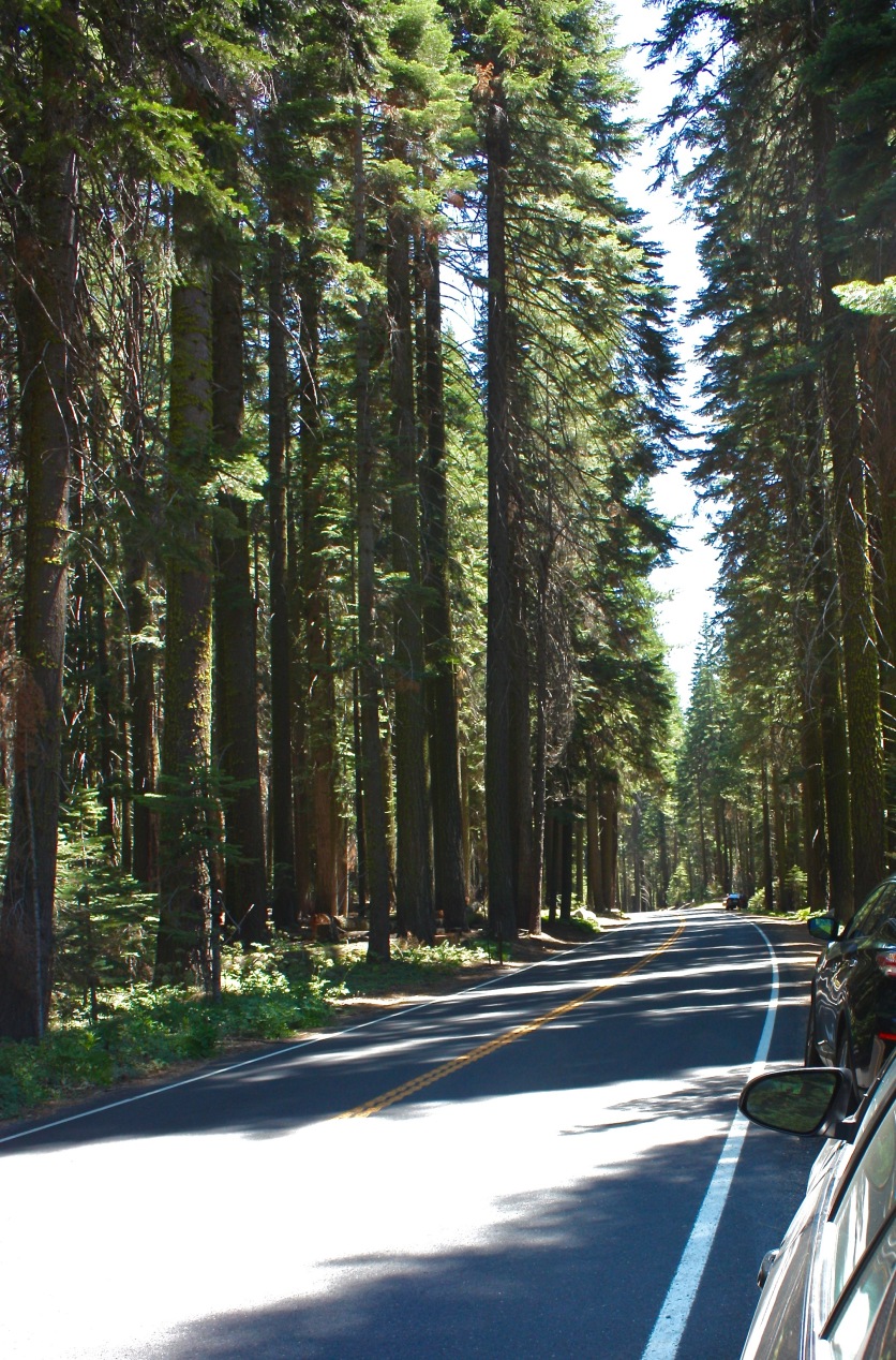 Even the road in Yosemite is aesthetically pleasing